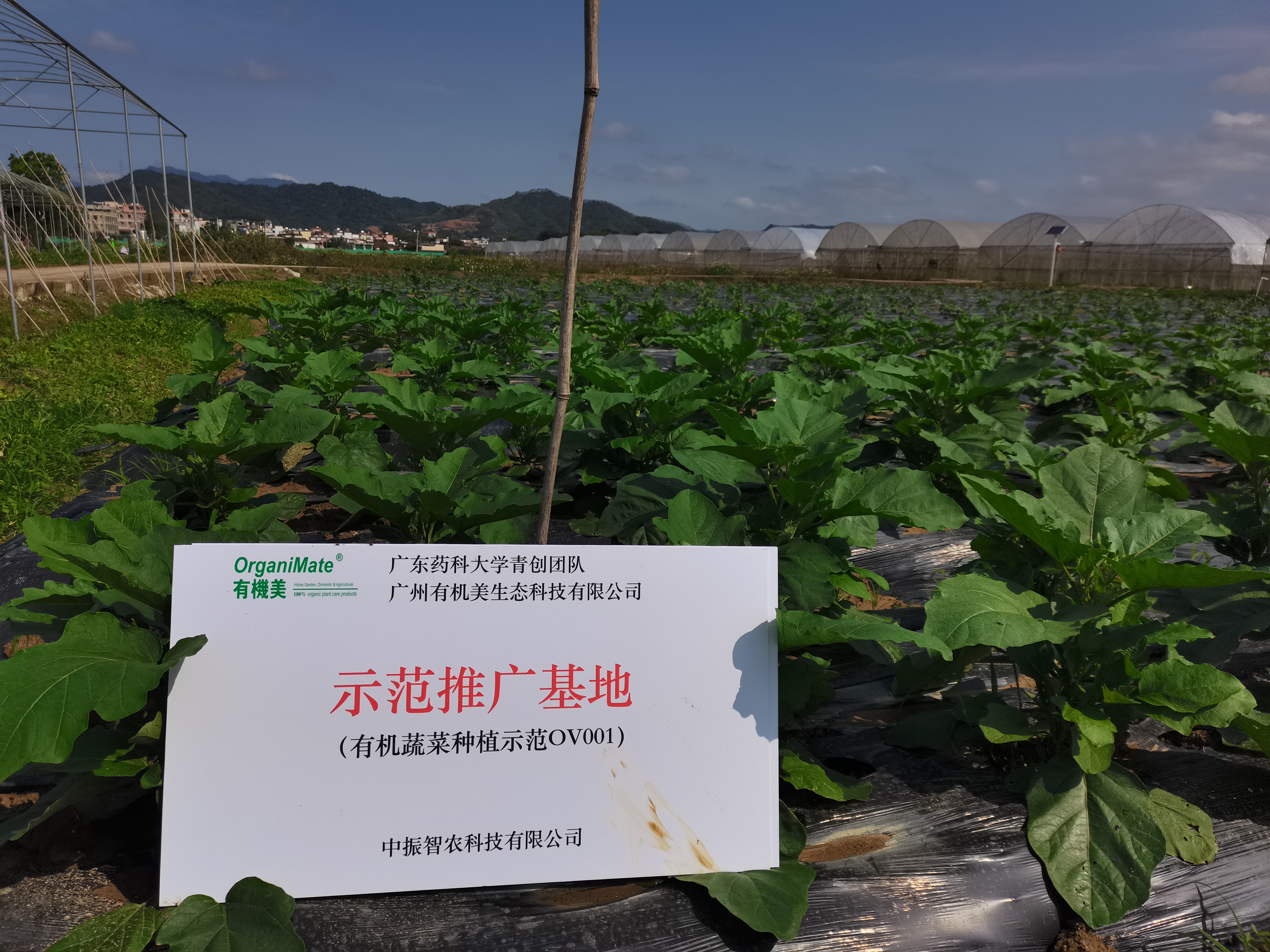 中振智农-有机蔬菜12.jpg